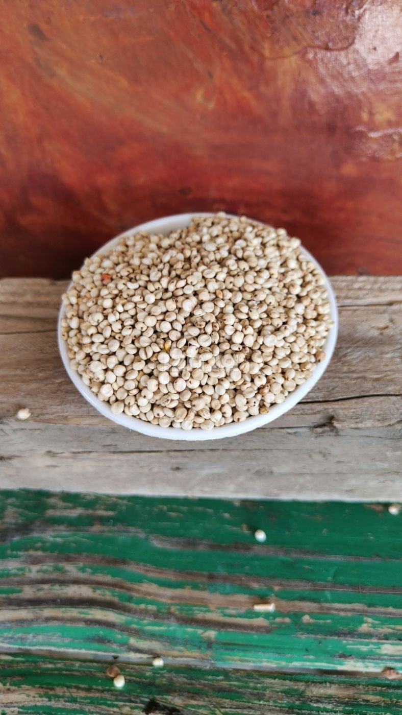الذرة الرفيعة (السورغوم)