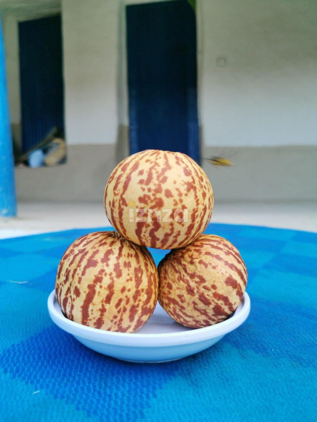 بذور بطيخ النبي النادر